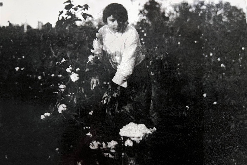 A historical photo of a woman picking cotton by hand.