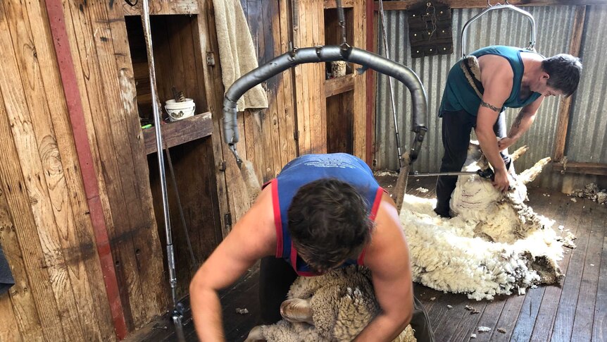 Wagga Wagga shearers Charlie Clayton and Danny Browne shearing Merino ewes.