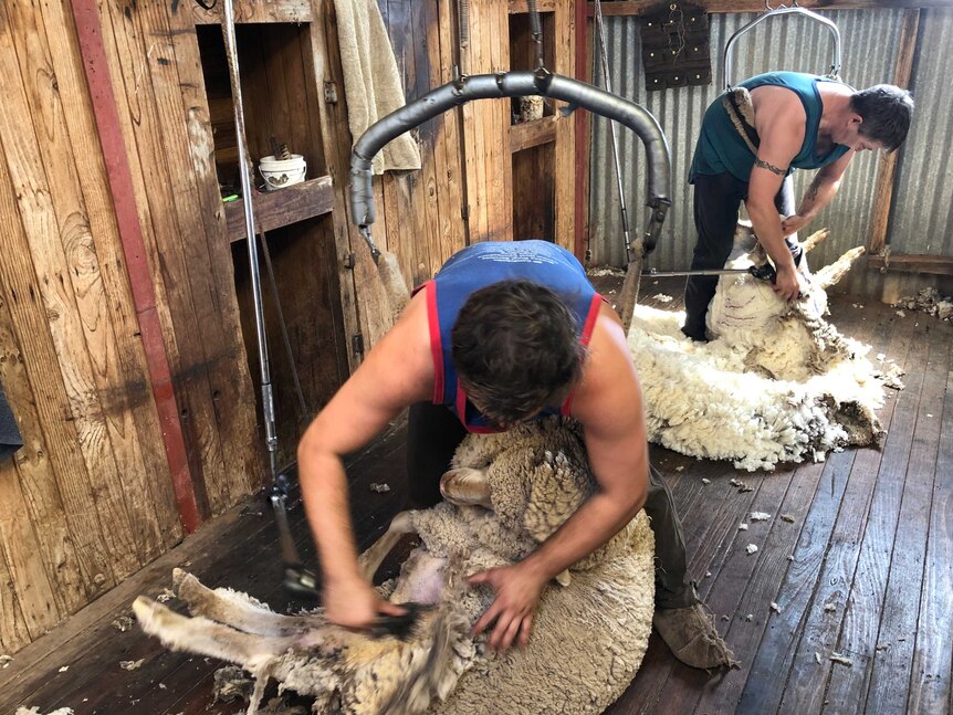 Wagga Wagga shearers Charlie Clayton and Danny Browne shearing Merino ewes.