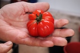 Close-up of heirloom tomato in hand