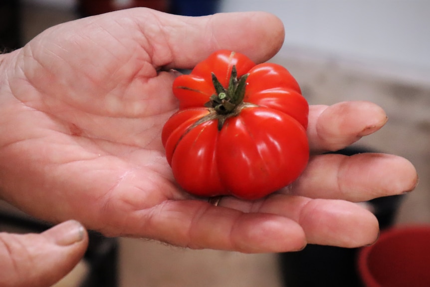Close-up of heirloom tomato in hand