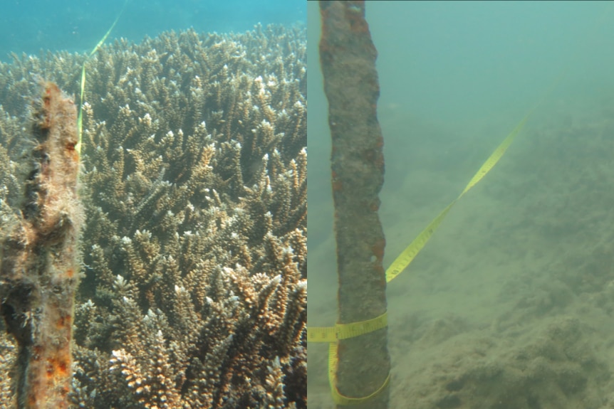 Composite picture of Great Barrier Reef off Double Cone Island, on left reef is healthy in 2014, on right reef is murky in 2017.