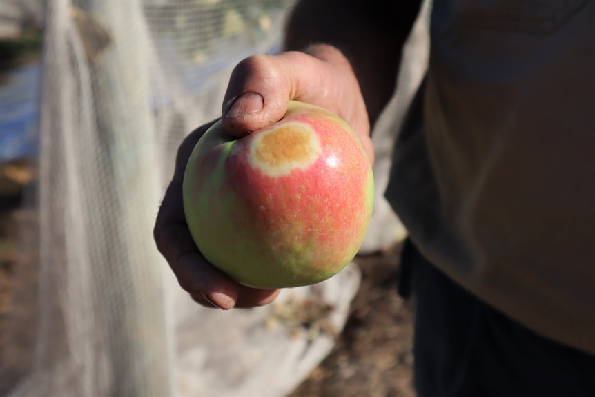 Apple in hand with a brown sunburn spot.