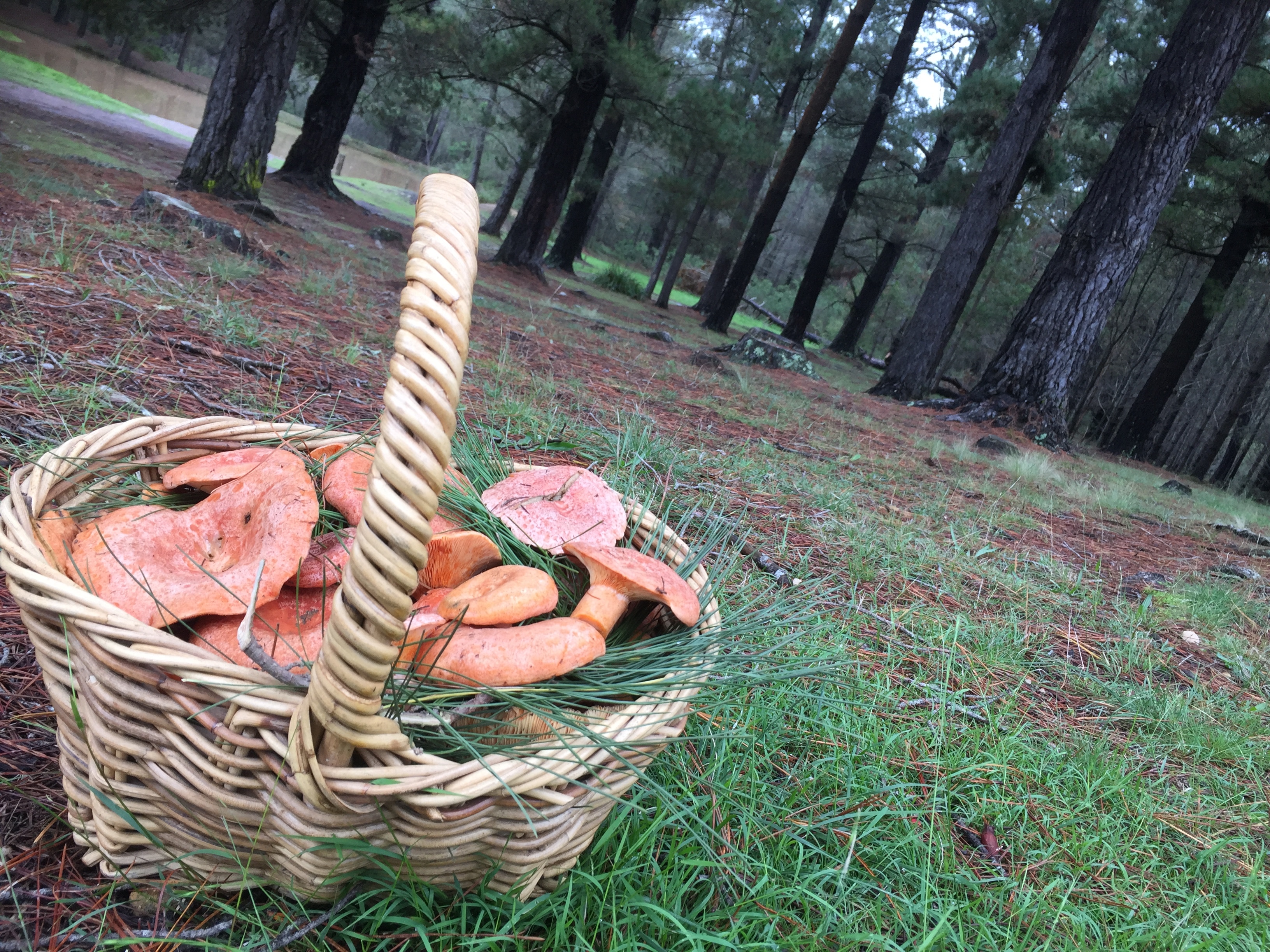 Foragers concerned as ID apps misidentify toxic mushrooms