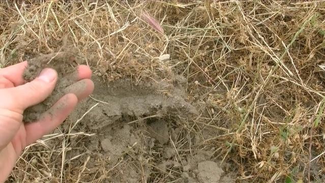 A hand holds some soil just above the ground