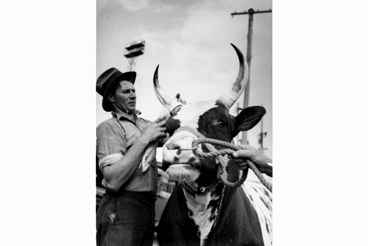 Last minute attention for a cow before judging at the RNA Show Brisbane 1940.