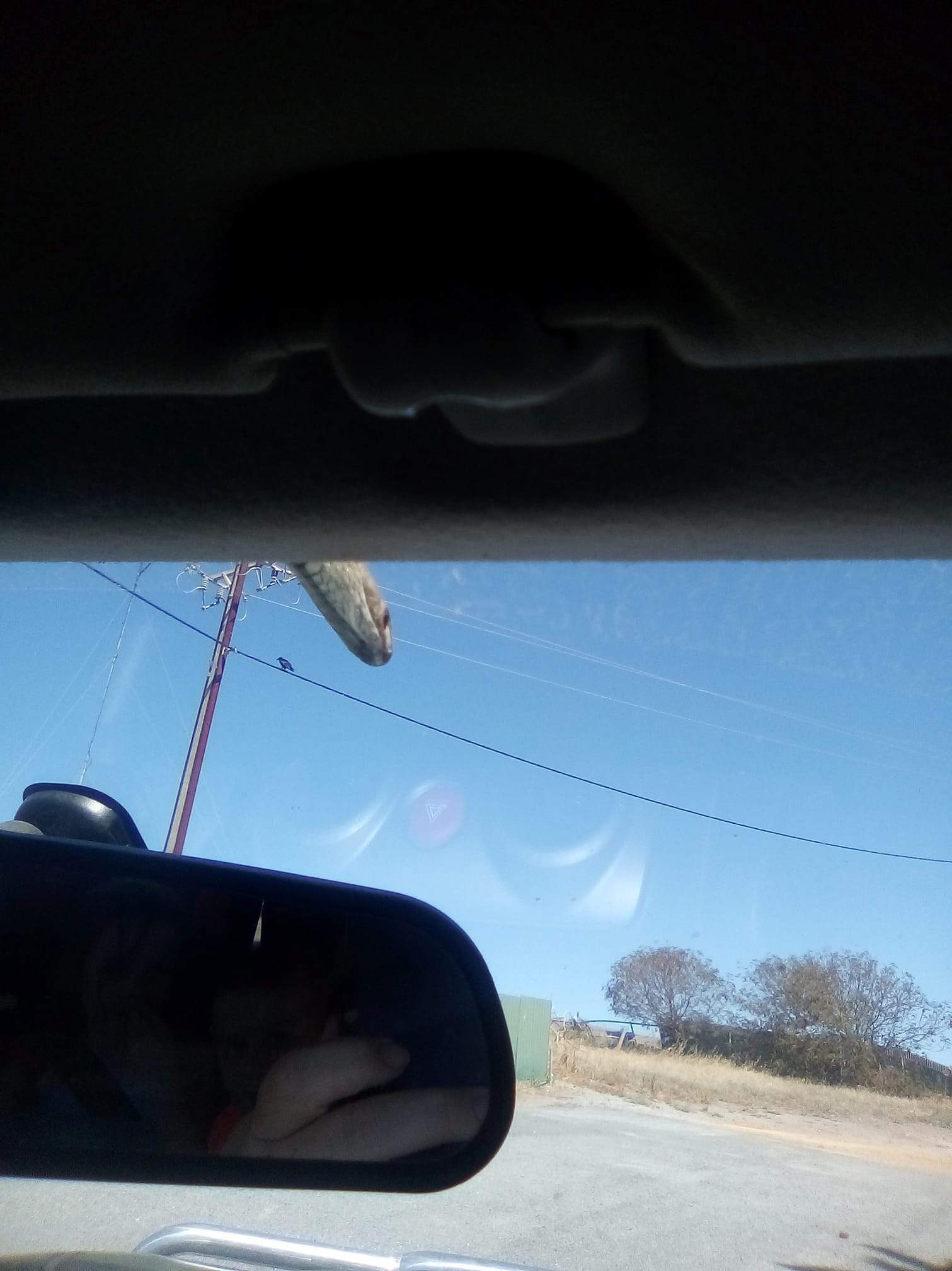 Brown Snake Spotted On Ute Windscreen By Mum Picking Kids Up From ...