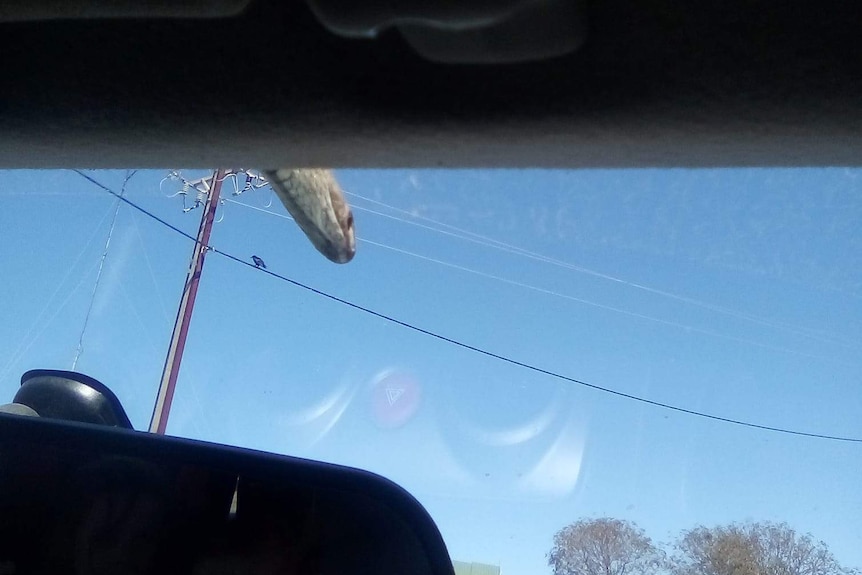 A brown snake pokes its head over a car windscreen.