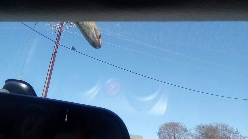 A brown snake pokes its head over a car windscreen.