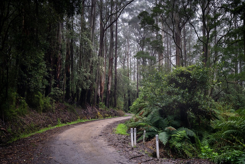 A dirt road winds through a misty forest.