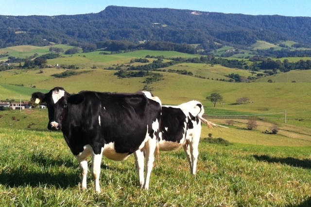 A black and white dairy cow in a lush green field.