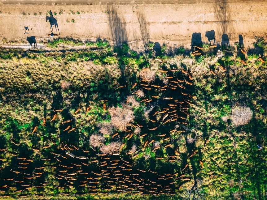 Aerial view showing a herd of cattle, with shadows elongating their shapes. 