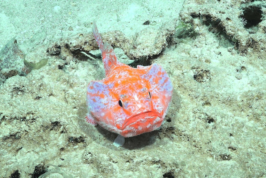 A large, round orange fish with white markings.