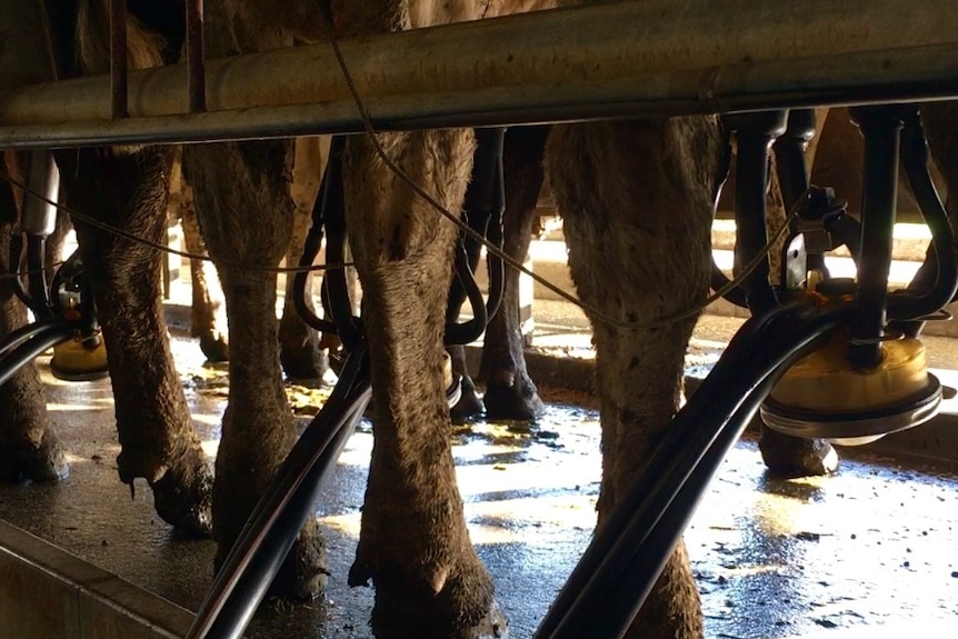 Dairy cows being milked in Western Australia's south west