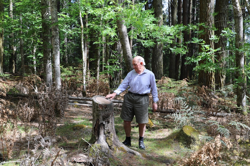 A man stands next to a tree stump in the middle of a forest