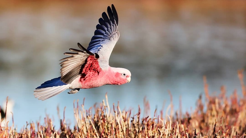 A flying pink and grey galah in soft light.