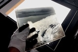 Photograph of a white gloved hand holding a glass negative over a light scanner
