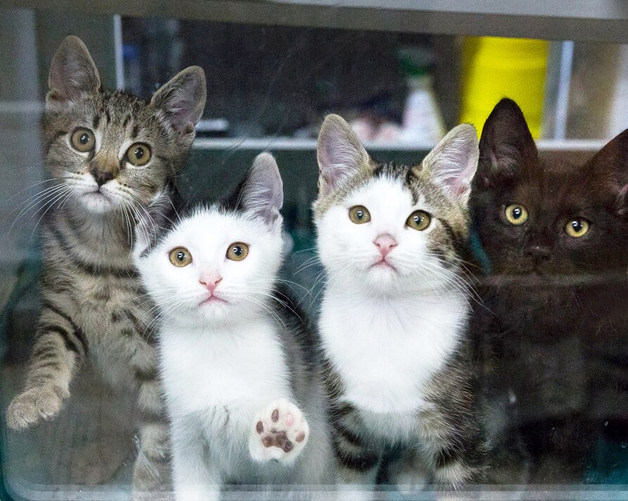 Feline Good: Record Number Of Cat Adoptions For WA Shelter - ABC News