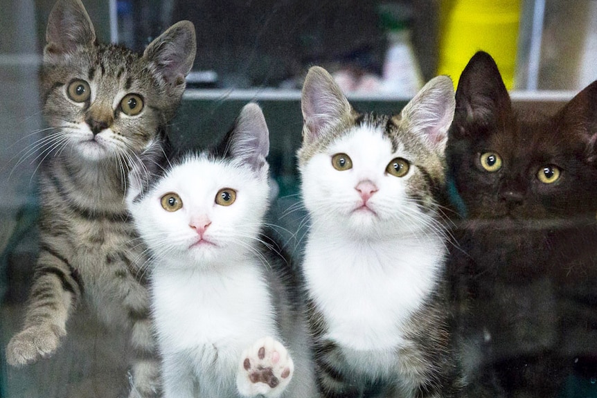 Four cats looking out a window.