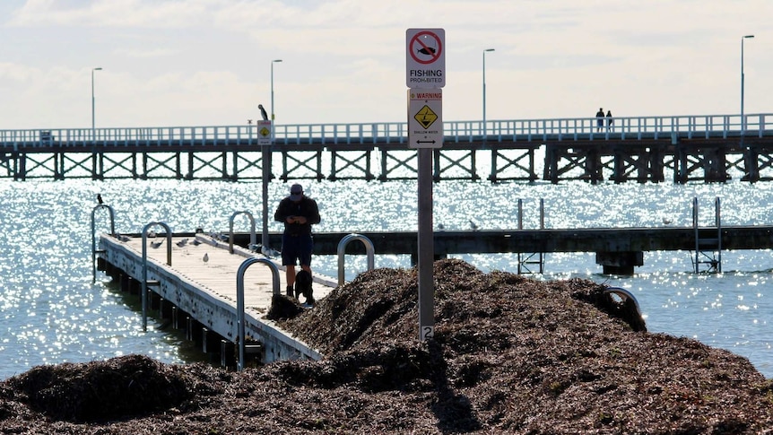 A man stands on a jetty with the sea in the background behind a huge pile of seaweed.