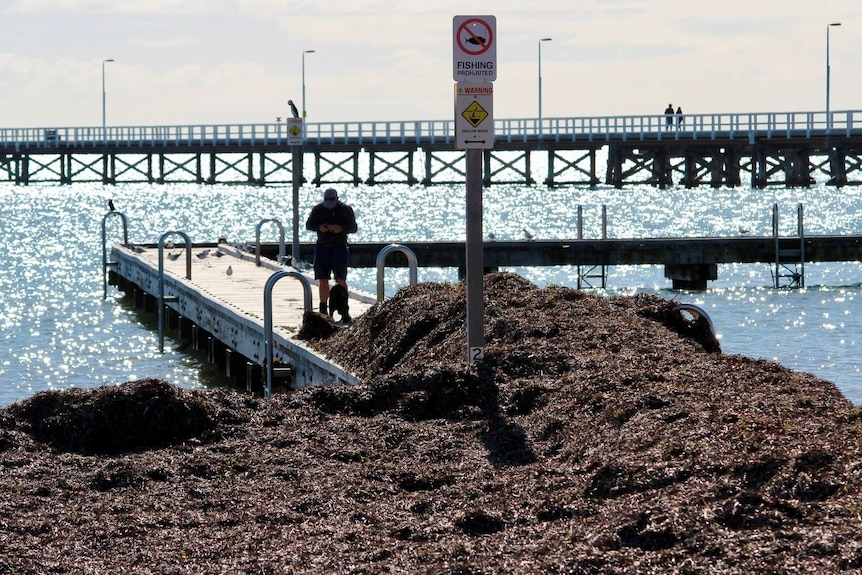 A man stands on a jetty with the sea in the background behind a huge pile of seaweed.