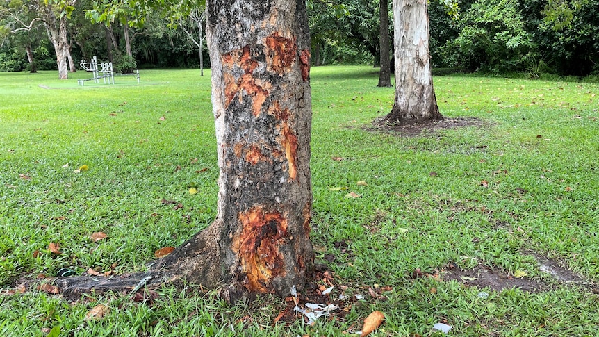 A damaged tree with grass around