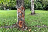 A damaged tree