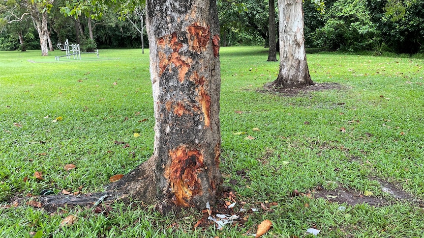 A damaged tree