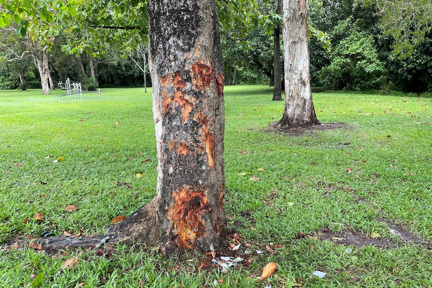 A damaged tree