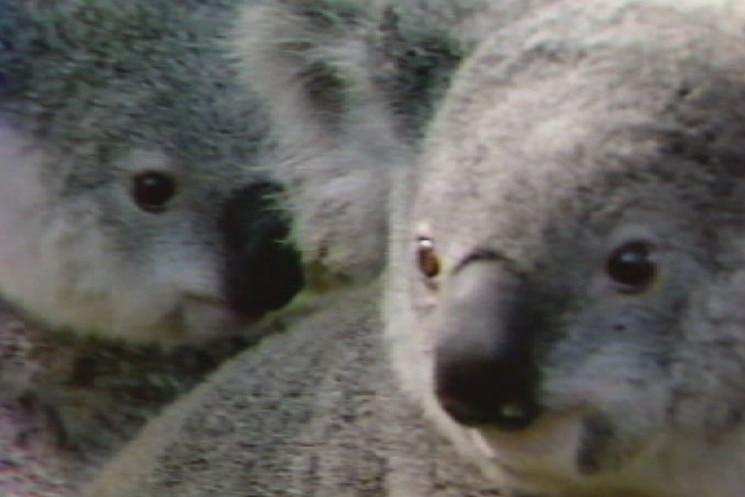 Two male koalas, which were born in at Brisbane's Lone Pine Sanctuary, were sent to Japan as a gift in 1984