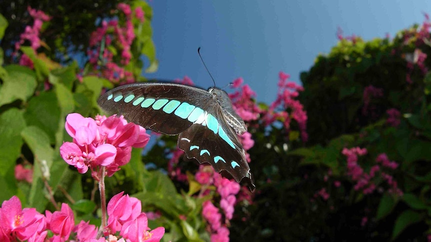 A pretty common bluebottle butterfly, with bands of light blue on its silvery grey wings on a background of flowers and leaves