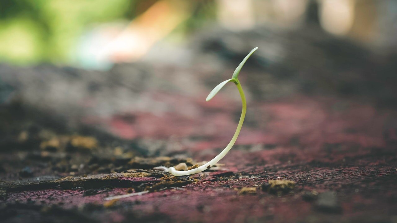 Self Improvement Wednesday: Smoke and seeds