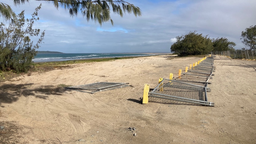 Temporary site fencing lays flat on a sandy track and sand dune beside a beach.