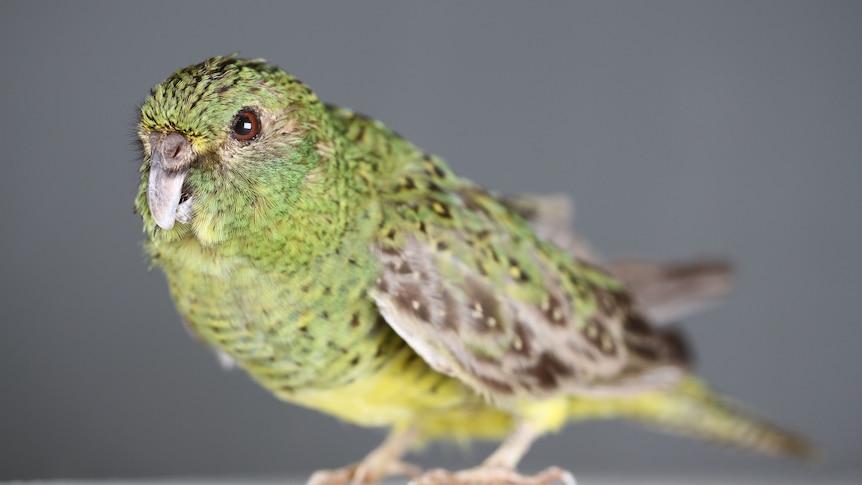 The elusive Night Parrot with green, grey and yellow feathers.