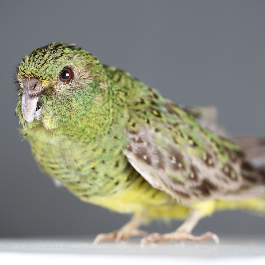 The elusive Night Parrot with green, grey and yellow feathers.