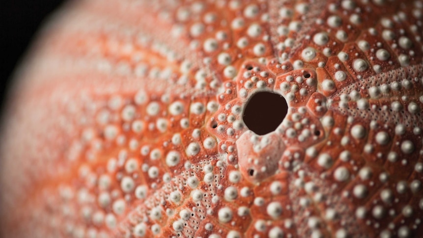 A textured sphere of a sea urchin is visible in darkness, bright orange with little bony bumps all over it which looks chalky.