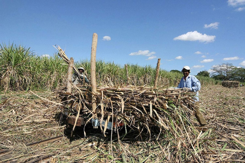 Sugarcane workers in Fiji toil in the fields, but it's unclear how long the industry will last.