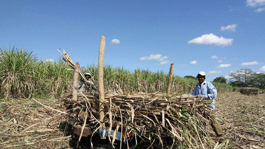 Sugarcane workers in Fiji toil in the fields, but it's unclear how long the industry will last.