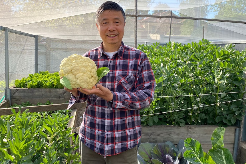 A man holds up a cauliflower as he stands in ront of a raised vege garden bed.
