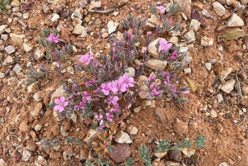 Purple wildflowers in the red dirt of Channel Country