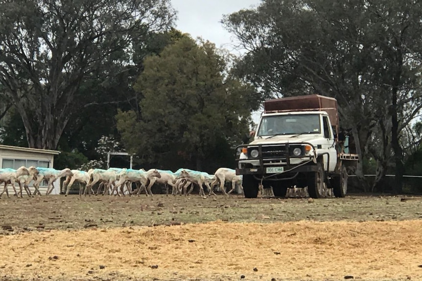 Brent Finlay feeds his sheep from a ute.