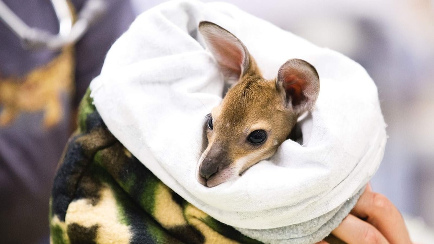 An injured kangaroo joey receiving treatment