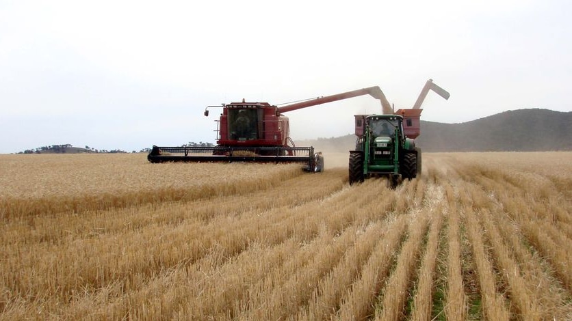 A chaser bin drives alongside a header as it harvests wheat