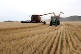 Harvesting wheat (file)