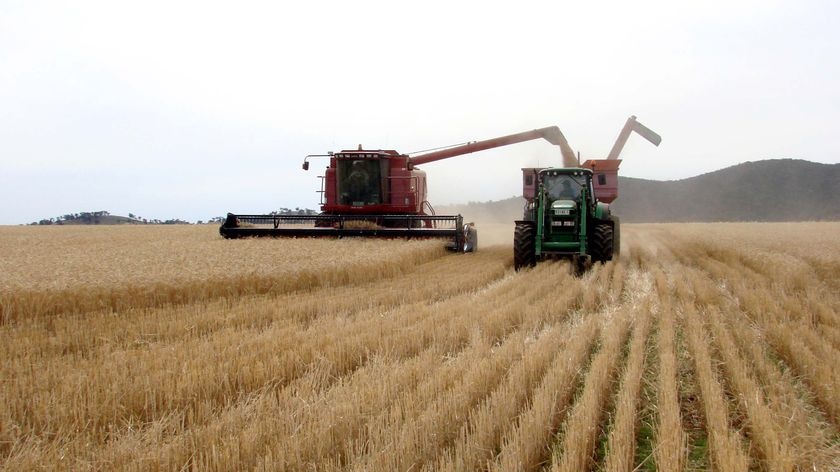 A chaser bin drives alongside a header as it harvests wheat (file)