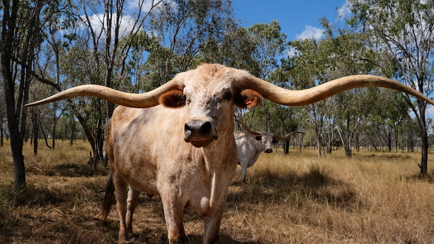 Texas Longhorn 'Jake' with twisting horns