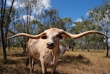 Texas Longhorn 'Jake' with twisting horns