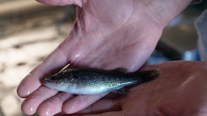 A person holds a small Murray cod fingerling in his hands.