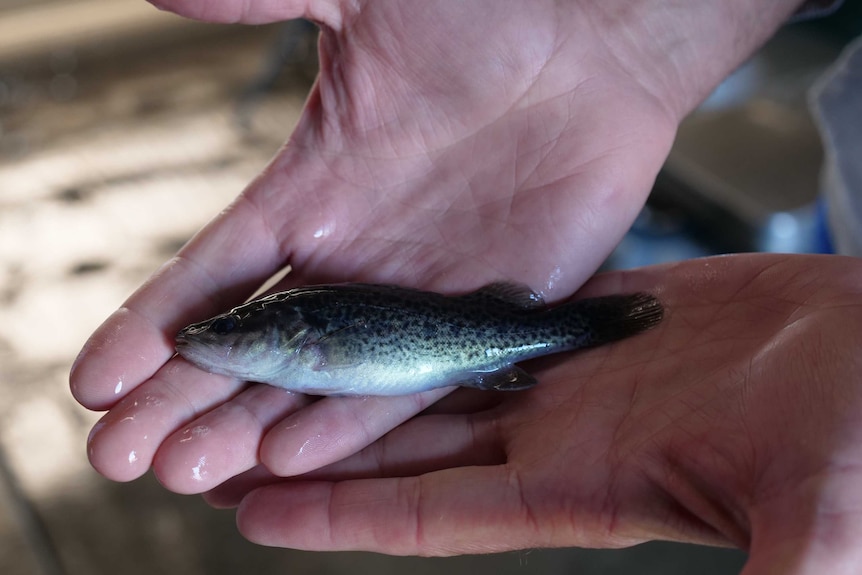 A person holds a small Murray cod fingerling in his hands.