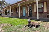 An elderly dog suns itself on grass in front of a brown brick house